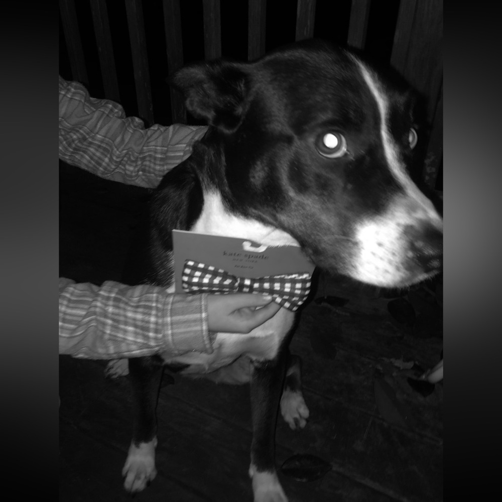 🐶 Kate Spade ♠️ Bow Tie, Leash and Collar, both Large. Tie 5” too precious! - Picture 5 of 6
